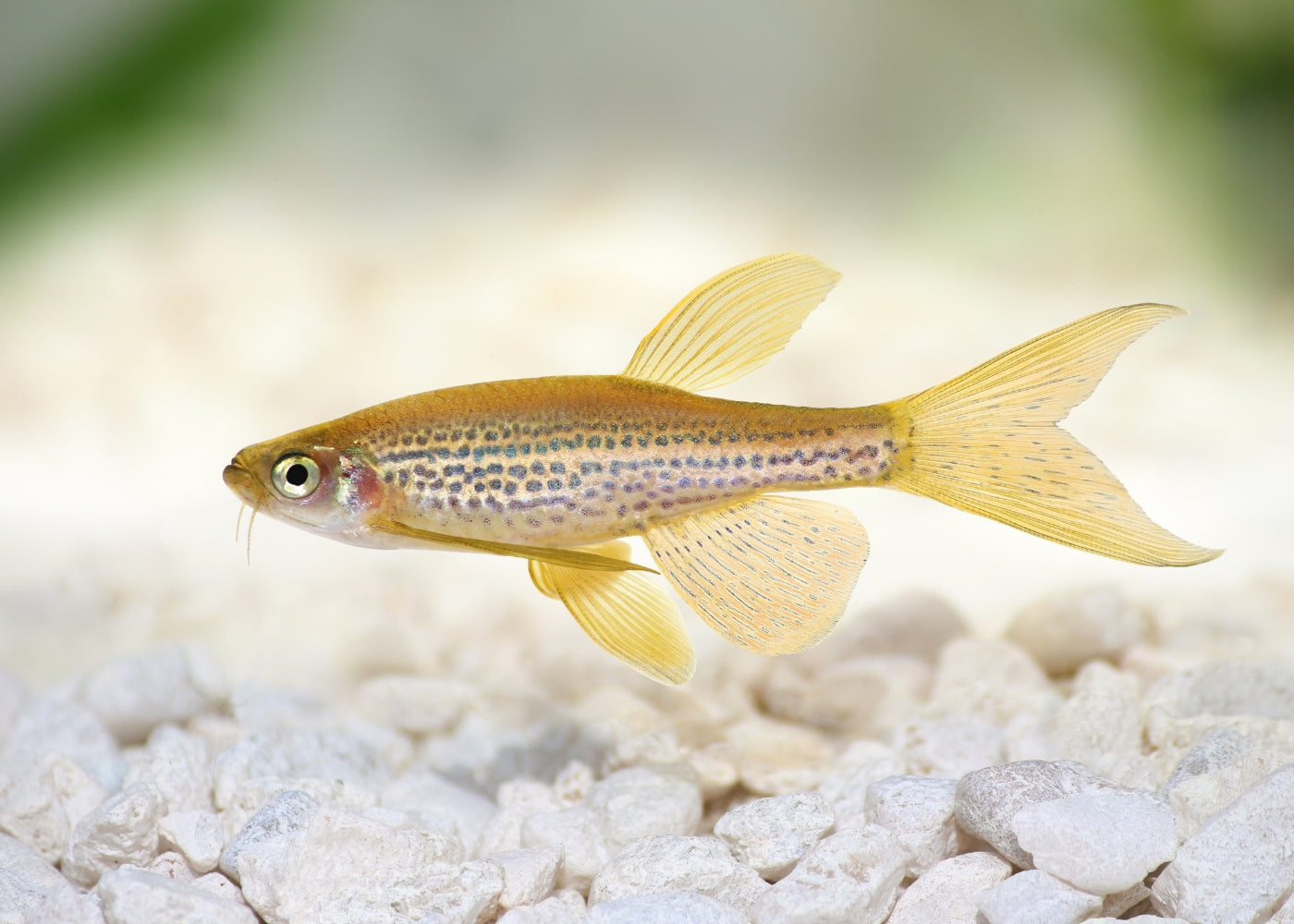 Longfin Fish Coburg Aquarium | Leopard Danio - Longfin