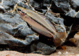 m nigrans black banded rainbow fish