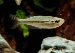 Coburg Aquarium | Black banded rainbowfish | Shop rainbowfish online