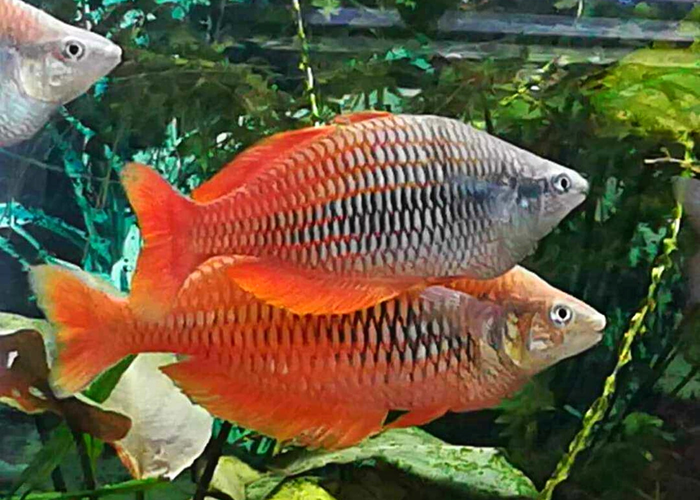 Coburg Aquarium | Lake Kurumoi Rainbowfish - M. Parva