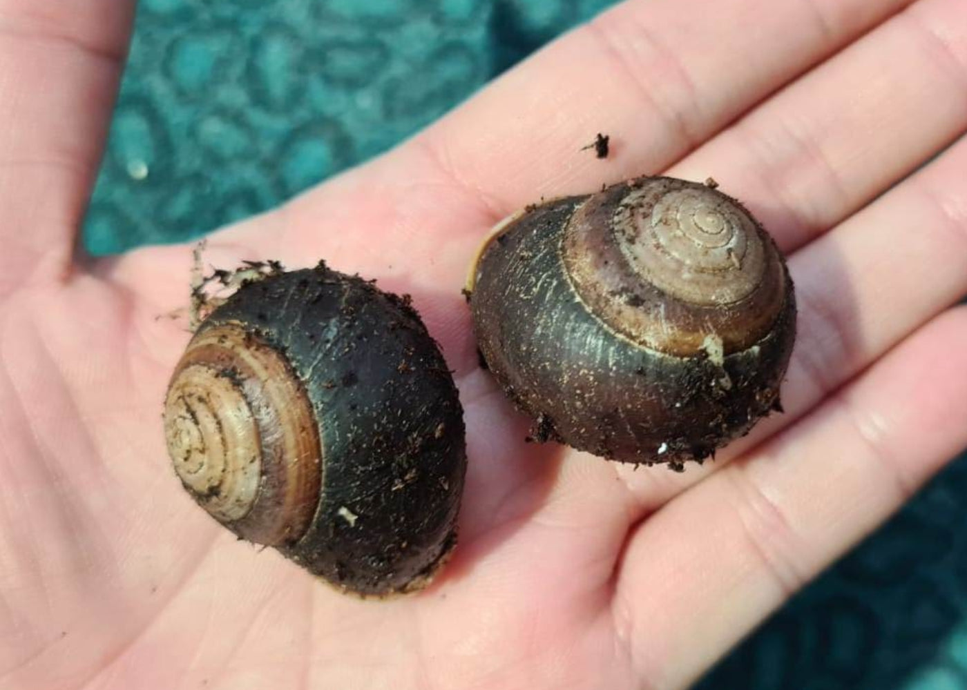 Coburg Aquarium | Mackay Banded Snail | Shop live snails online