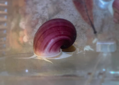 Coburg Aquarium | Magenta Mystery Snail | Shop live aquarium snails online