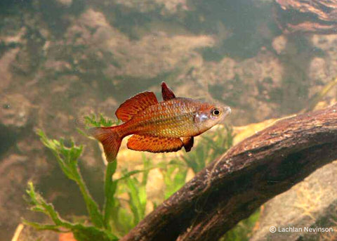 Coburg Aquarium Malanda Gold Rainbowfish Williams Creek