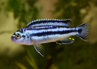 Coburg Aquarium | Melanochromis Johanni | Live aquarium fish online