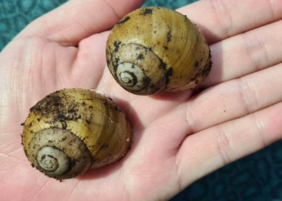 Coburg Aquarium | Melon Snail | Shop live snails online