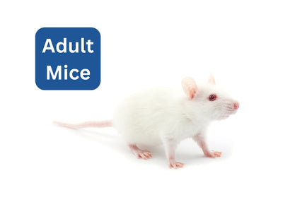 Coburg Aquarium | Frozen adult mice 