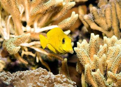 Coburg Aquarium | Mimic Tang | Shop marine aquarium fish online