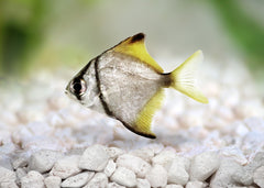 Coburg Aquarium | Mono | Live aquarium fish online