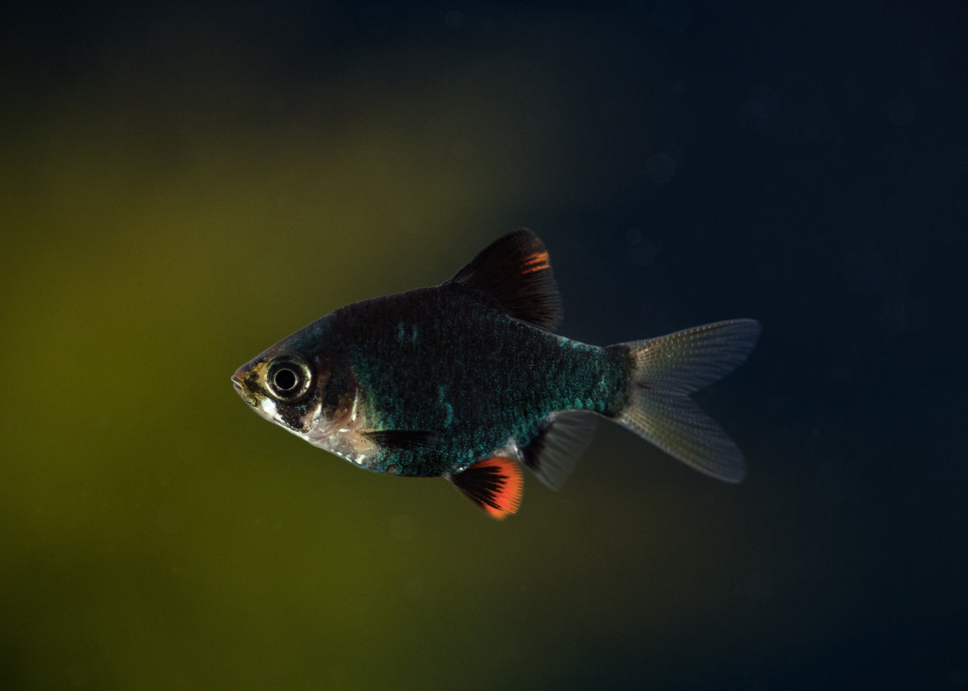 Tiger Cub Fish Green Tiger Fish