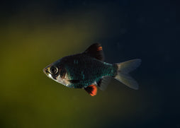 Tiger Barb Moss Green | Barb Fish for Sale | Live fish online | coburgauqarium.com.au｜Aquarium FIsh for sale | Tropicah fish store | Freshwater Fish | Coburg Aquarium