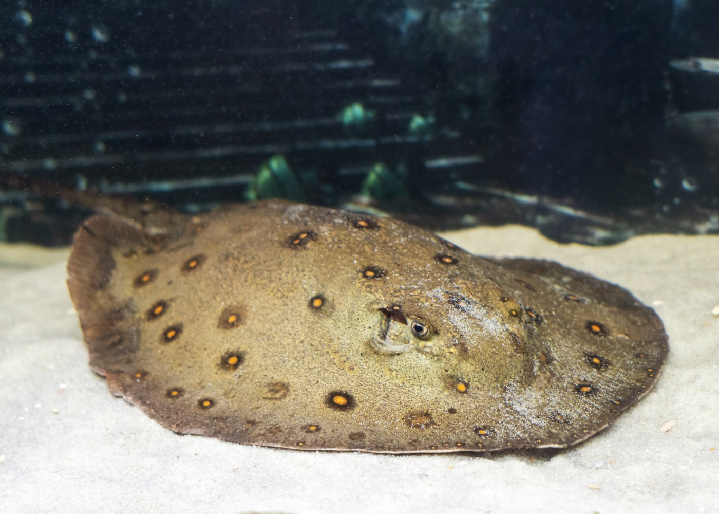 Coburg Aquarium | Motoro Stingray | Shop freshwater stingrays online
