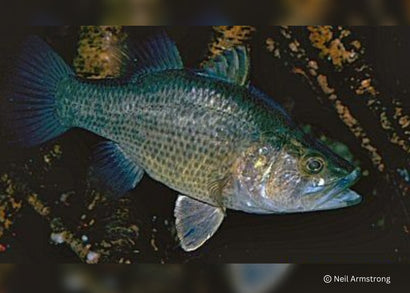 Coburg Aquarium | Mouth Almight | Shop native australia fish online