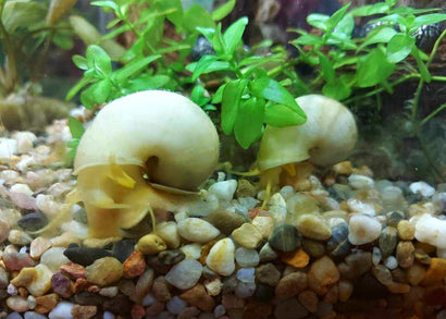 Coburg Aquarium | Two Ivory Mystery Snails | Shop live aquarium snails online