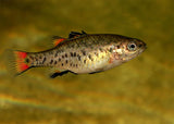 Southern Pygmy Perch