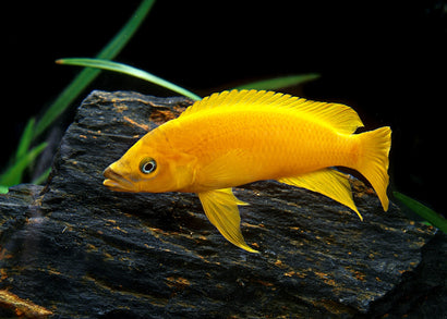 Lemon Cichlid | Live fish online | coburgauqarium.com.au｜Aquarium FIsh for sale | Tropicah fish store | Freshwater Fish | Coburg Aquarium