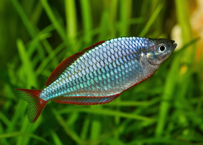 Coburg Aquarium | Neon Rainbowfish - M. praecox | Shop tropical aquarium fish online