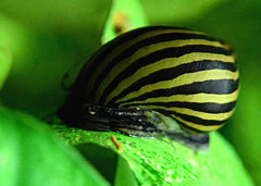 Coburg Aquarium | Nerite Snail | Shop live aquarium snails online