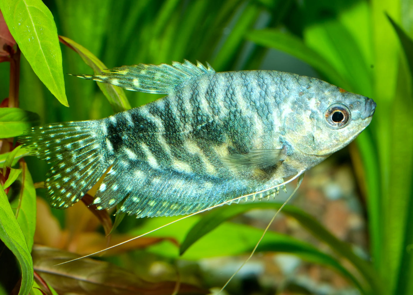 Coburg Aquarium | Opaline Gouramis | Shop freshwater tropical aquarium fish online