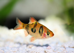 Coburg Aquarium | Orange Buffalo Barb | Shop live aquarium fish online