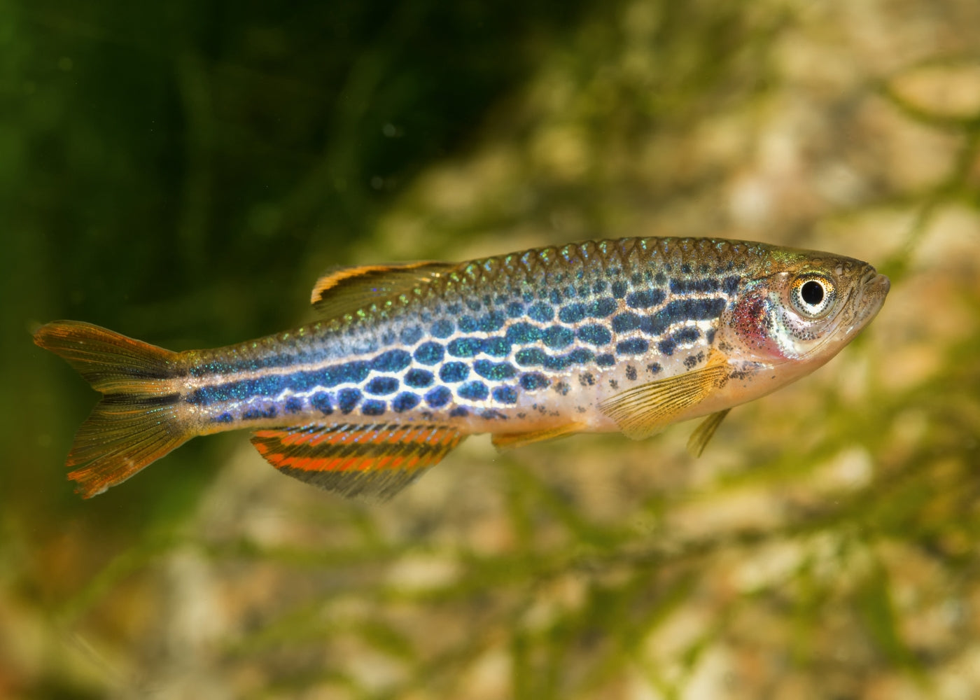 Coburg Aquarium | Orange Finned Zebra Danio