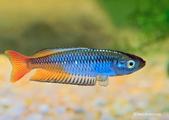 Coburg Aquarium | Ornate Rainbowfish | Shop rainbowfish online