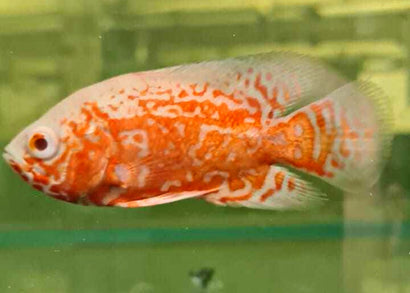 Coburg Aquarium | Super Red Nemo Oscar | Shop live aquarium fish online
