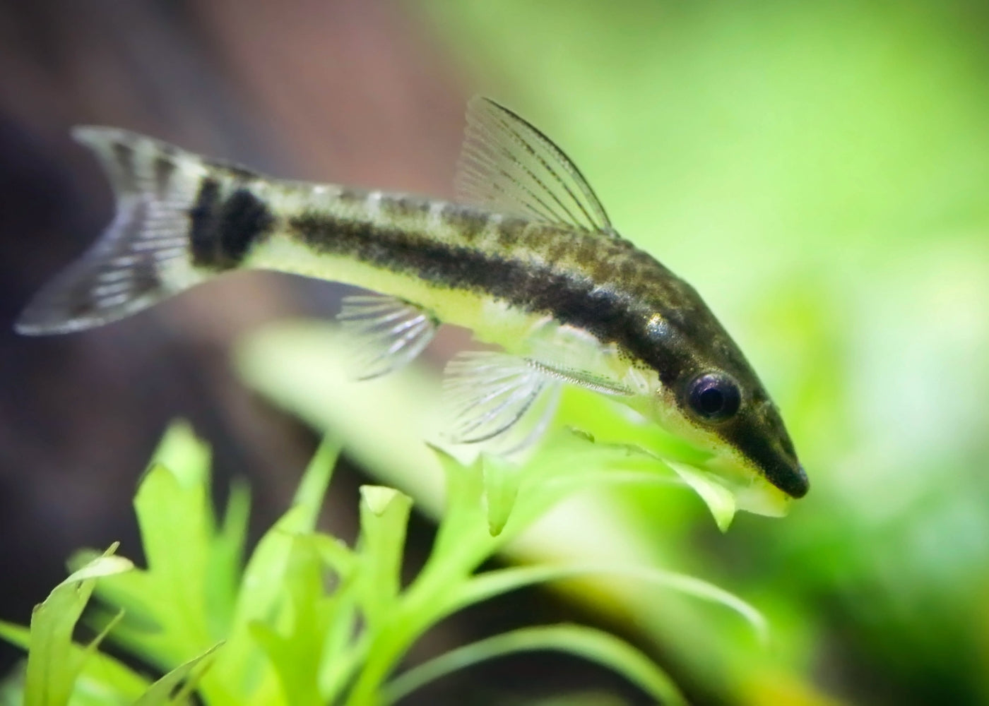 Otocinclus Catfish Live Fish For Sale Aquarium Fish Coburg Aquarium otocinclus-catfish-live-fish-for-sale-aquarium-fish-coburg-aquarium