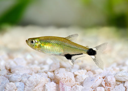 Dawn Tetra - Special 6 for $25