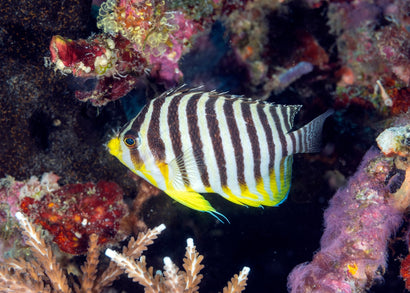 Angelfish - Banded Pygmy