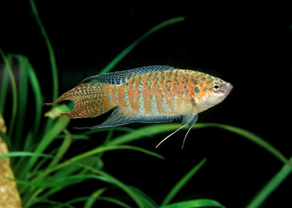 Coburg Aquarium | paradise fish | Shop tropical aquarium fish online