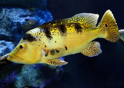 Coburg Aquarium | Peacock Bass | Live aquarium fish online
