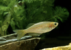 Pearl Danio | Better Pirce| coburgaquarium.com.au | Live Fish in Australia | Freshwater | Tropical | Plants | Aquaponics | Coburg Aquarium