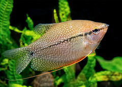 Coburg Aquarium | Pearl Gourami | Shop tropical aquarium fish online
