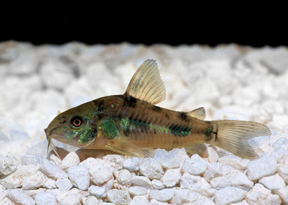 Coburg Aquarium | Peppered Corydoras | Live aquarium fish online