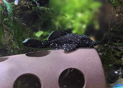 Coburg Aquarium | Peppermint Bristlenose catfish | Shop live aquarium fish online