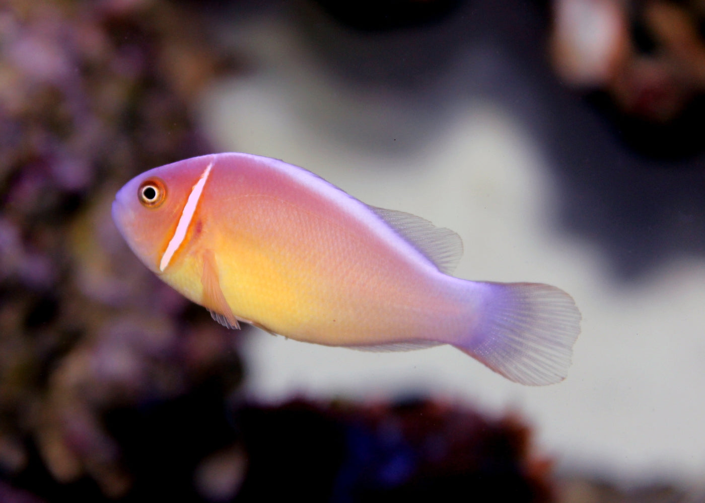 Real Pretty Pink Fish A Mesmerizing Pink Betta Fish Gracefully Swims