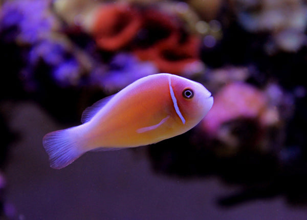 Shop Live Fish | Clownfish - Pink Skunk – Coburg Aquarium