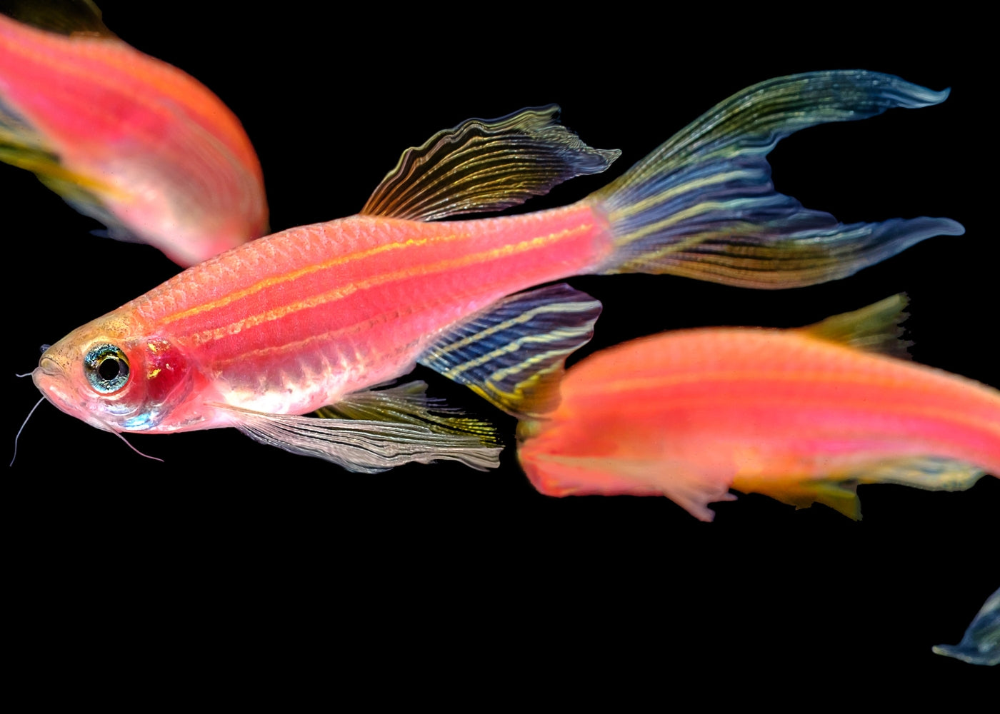 Pink Zebra Danio pink-zebra-danio