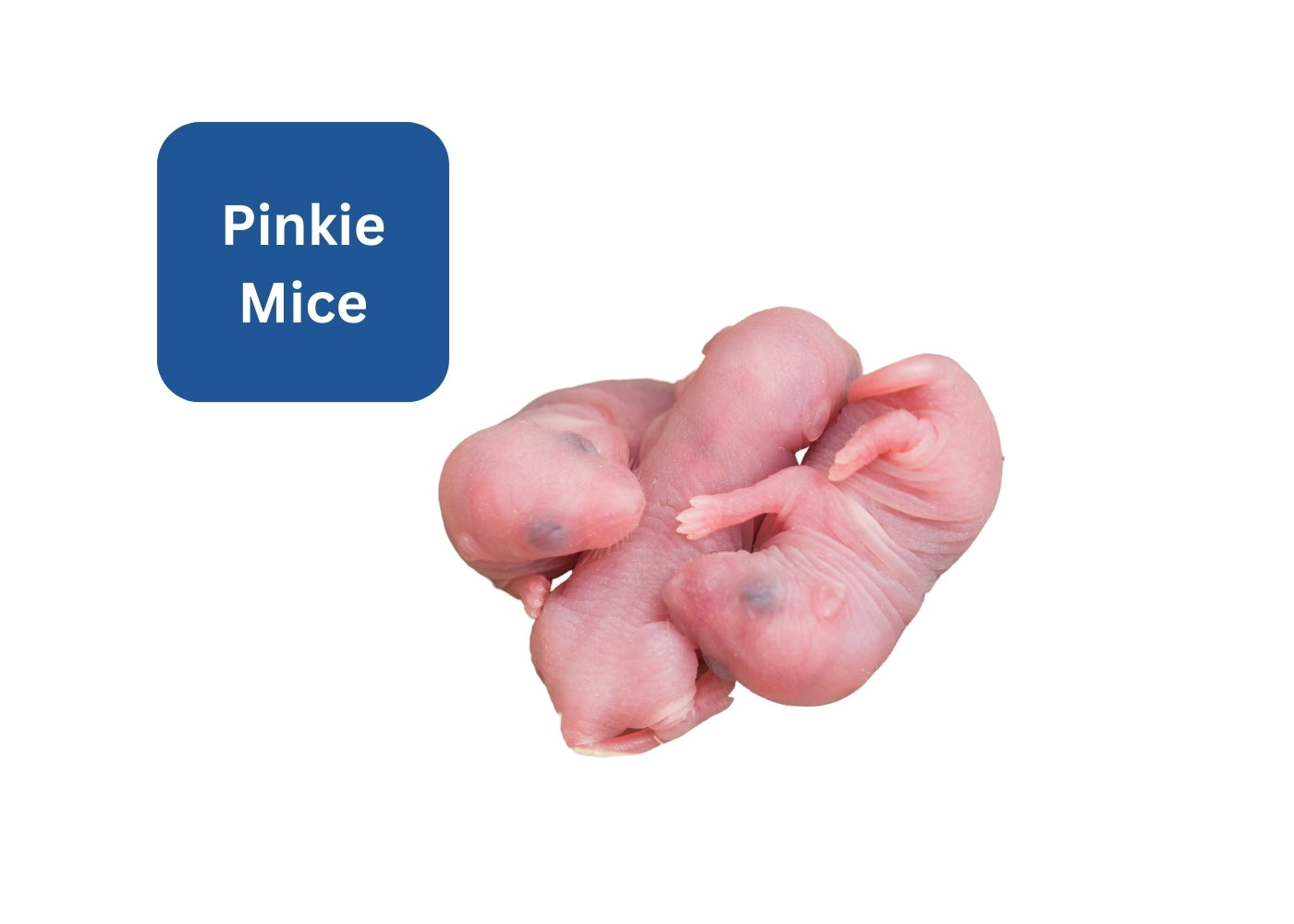 Shop Reptile Food Frozen Mice Pinkie Coburg Aquarium shop-reptile-food-frozen-mice-pinkie-coburg-aquarium