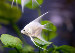 Coburg Aquarium | Platinum Angelfish | Shop live aquarium fish online