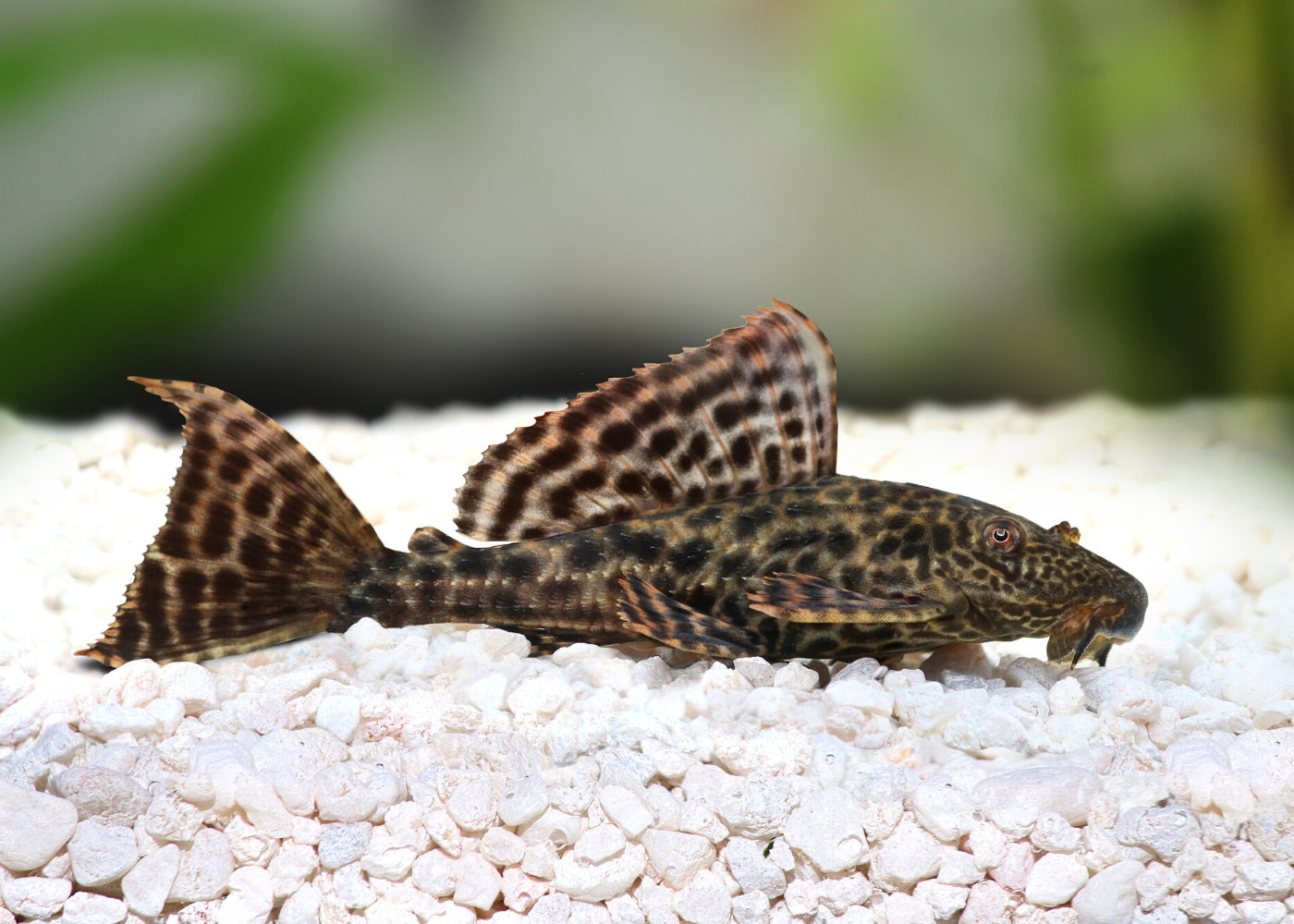 Assorted Plecostomus, Buy Aquarium Fish Online