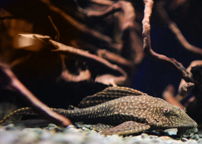 Coburg Aquarium | Plecostomus Gold Spotted