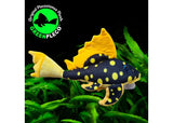 Fish Plushie - Sunshine Pleco 30cm