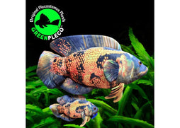 Fish Plushie - Oscar Lava 30cm