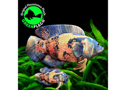 Fish Plushie - Oscar Lava 30cm