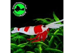 Fish Plushie - Shrimp Crystal 15cm