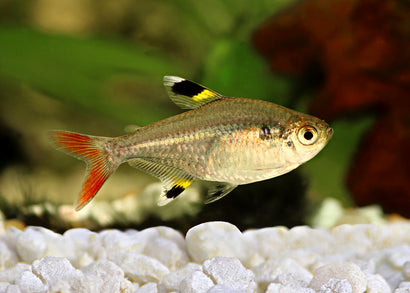 Coburg Aquarium | Pristella Tetra | Shop live aquarium fish online