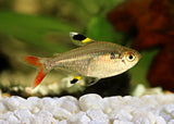 Pristella Tetra Special (6 for $18)