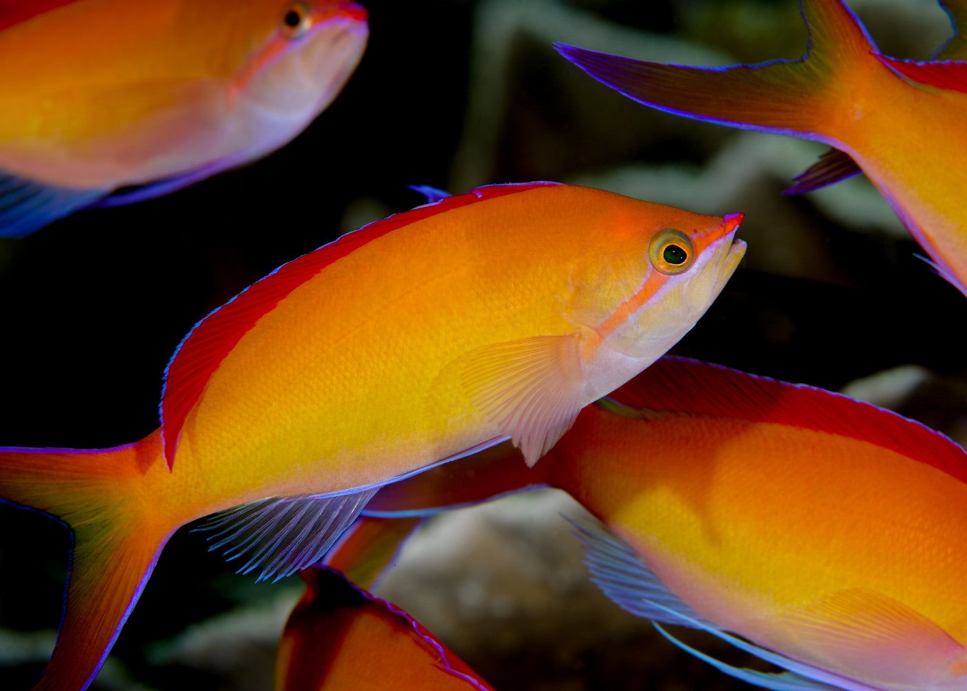 Dispar Anthias | Marine fish fore sale online | Coburg Aquarium