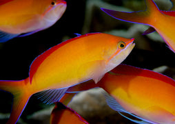 Dispar Anthias | Marine fish fore sale online | Coburg Aquarium